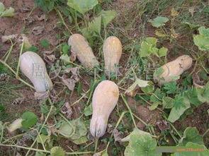 今日蜜本瓜价,甜蜜价格波动，瓜农收益几何？”