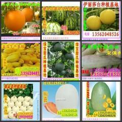 今日蜜本瓜价,甜蜜价格波动，瓜农收益几何？”