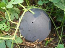 今日圆瓜价格行情,价格波动解析与市场趋势洞察