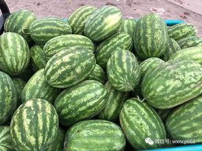 今日圆瓜价格行情,价格波动解析与市场趋势洞察