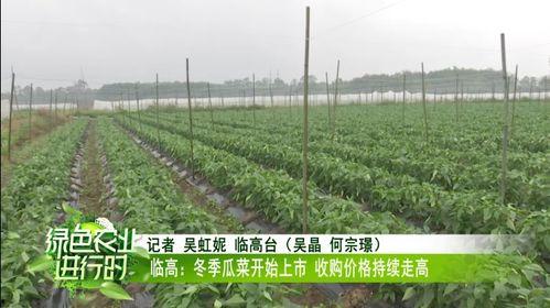 今日南宁瓜菜批发贵吗,南宁瓜菜批发价格行情分析