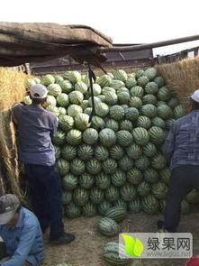 石头瓜今日行情最新消息,今日最新价格波动解析