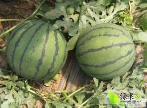 石头瓜今日行情最新消息,今日最新价格波动解析