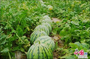 四川今日吃瓜新闻,火锅底料风波引热议，网红餐厅涉嫌违规操作