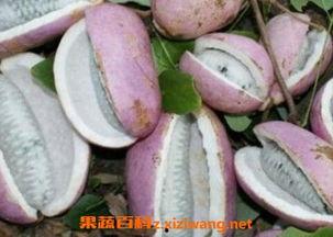 今日八月瓜价格是多少