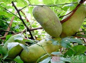 今日八月瓜价格是多少