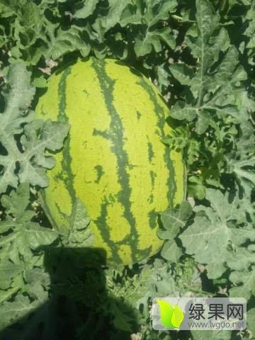 甘肃瓜今日行情,丰收喜人，价格稳中有升