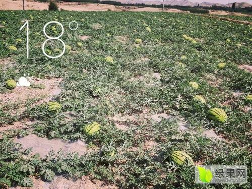 甘肃瓜今日行情,丰收喜人，价格稳中有升