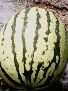 甘肃瓜今日行情,丰收喜人，价格稳中有升