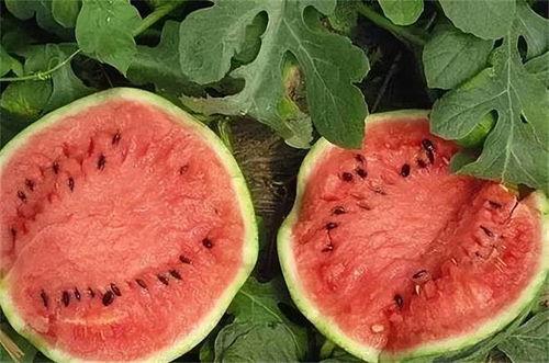 雷州产区麒麟瓜今日价格,价格行情一览”