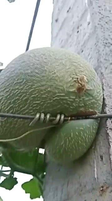 广东哈密瓜今日价格,品质佳品，行情看涨！”