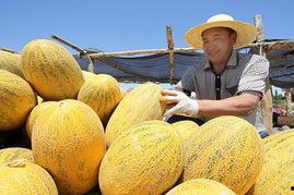 广东哈密瓜今日价格,品质佳品，行情看涨！”