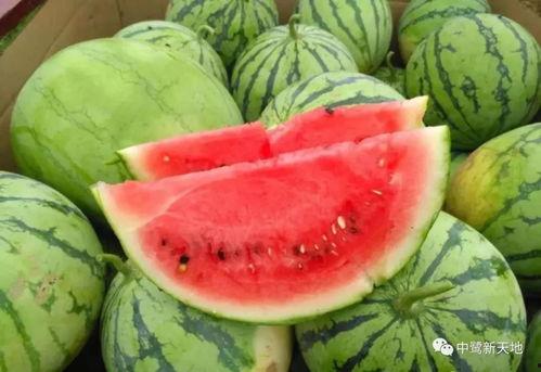 九一吃瓜今日吃瓜视频