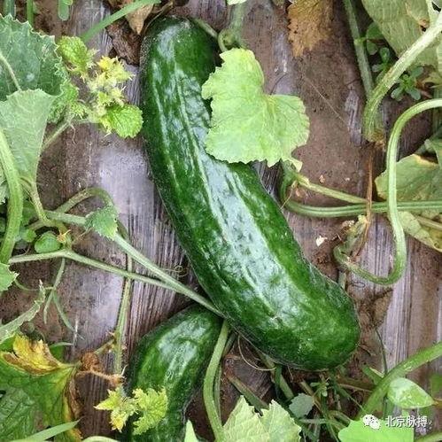 梢瓜批发价格今日行情,波动分析及市场趋势解读”