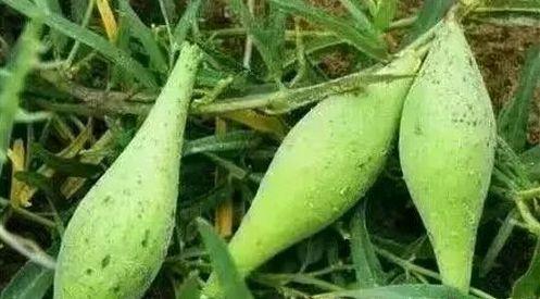 梢瓜批发价格今日行情,波动分析及市场趋势解读”