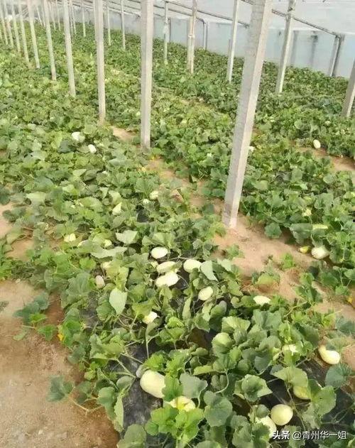 青州火银瓜今日价格,价格行情一览”