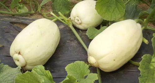 青州火银瓜今日价格,价格行情一览”