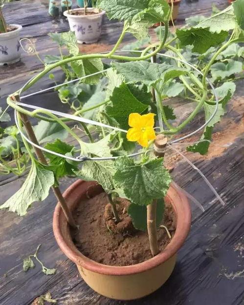 青州火银瓜今日价格,价格行情一览”