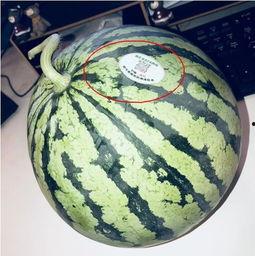 今日吃瓜 网红吃瓜