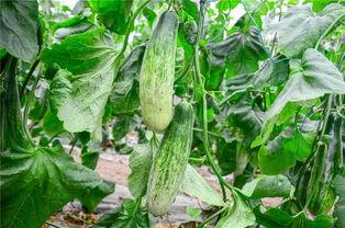 今日吃瓜 网红吃瓜