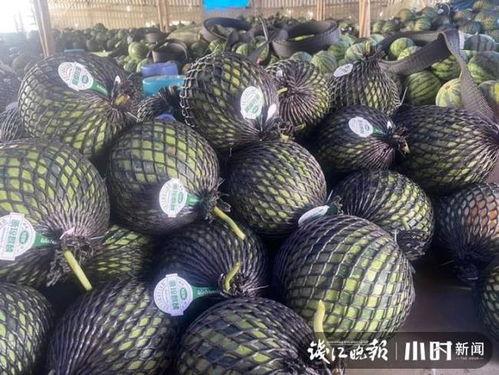哈蜜瓜二瓜今日价格行情海南,价格波动解析