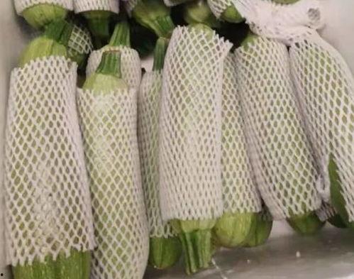 昆明今日西葫芦瓜批发价,实惠之选，品质保证