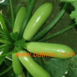 昆明今日西葫芦瓜批发价,实惠之选，品质保证