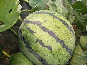 今日开封市场旱瓜收货价,行情波动，供需影响显著”