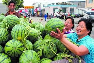 今日高瓜价格行情