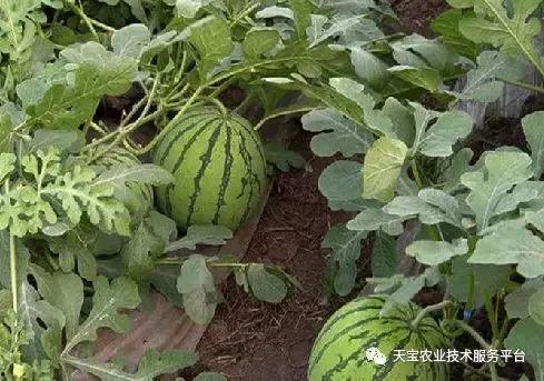 今日高瓜价格行情