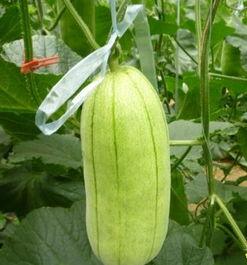 今日高瓜价格行情