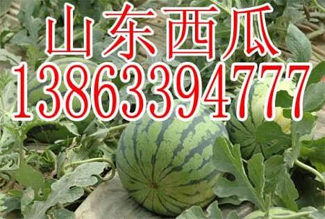 今日鲜瓜最新价格,今日鲜瓜价格揭晓，尽享夏日清凉美味”