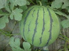 今日鲜瓜最新价格,今日鲜瓜价格揭晓，尽享夏日清凉美味”