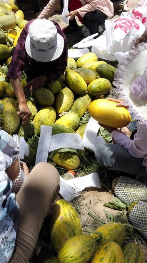 今日哈密瓜产地新价格