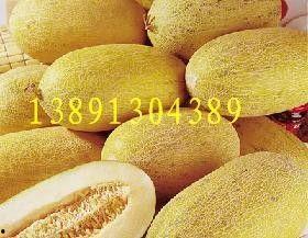 今日哈密瓜产地新价格