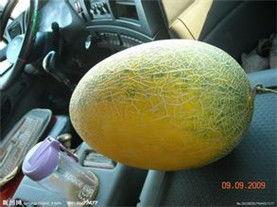 今日哈密瓜产地新价格