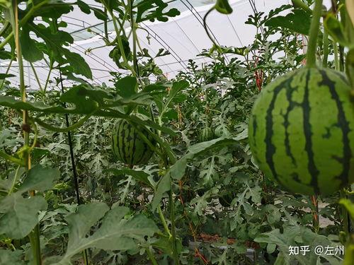 韩式小吊瓜今日价格,“今日韩式小吊瓜价格行情解析”