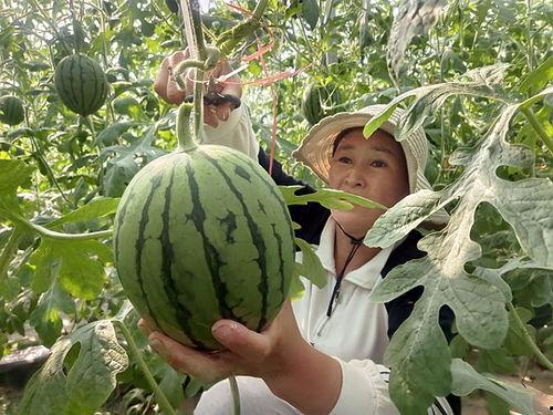 韩式小吊瓜今日价格,“今日韩式小吊瓜价格行情解析”