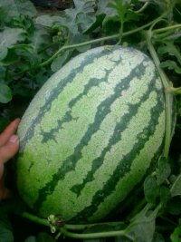 硒砂瓜今日价格,市场行情一览”