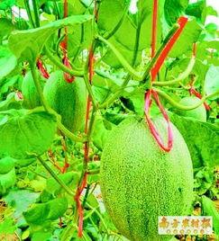 海南哈密瓜今日价格,价格行情一览