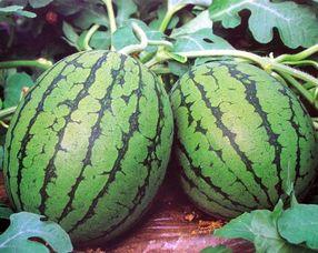 云南今日小瓜价格多少钱一斤,行情动态一览