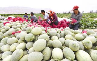 今日吐鲁番二堡哈密瓜,甜蜜诱惑，瓜香四溢的西域珍果