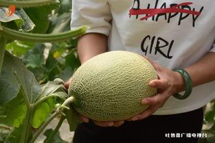 今日吐鲁番二堡哈密瓜,甜蜜诱惑，瓜香四溢的西域珍果