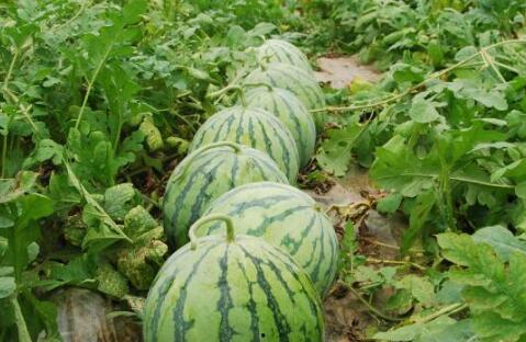 51网爆吃瓜黑料大瓜今日入口,今日入口，揭秘娱乐圈风云