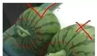 51网爆吃瓜黑料大瓜今日入口,今日入口，揭秘娱乐圈风云