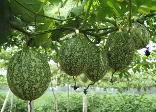 小吊瓜今日价格,涨跌波动一览