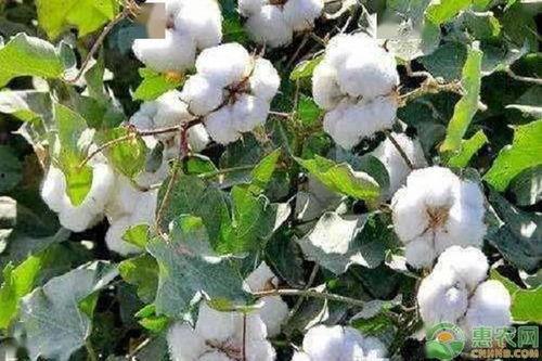 瓜州今日棉花价,涨跌分析及市场展望