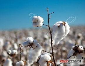 瓜州今日棉花价,涨跌分析及市场展望