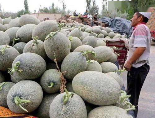 哈密瓜产地今日价格表,新鲜直供，价格行情速览