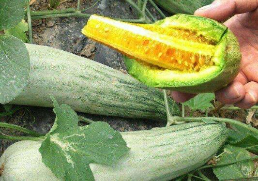 今日新鲜事酉瓜视屏,揭秘今日新鲜事背后的故事